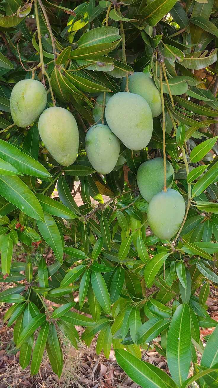 Raw mangoes
